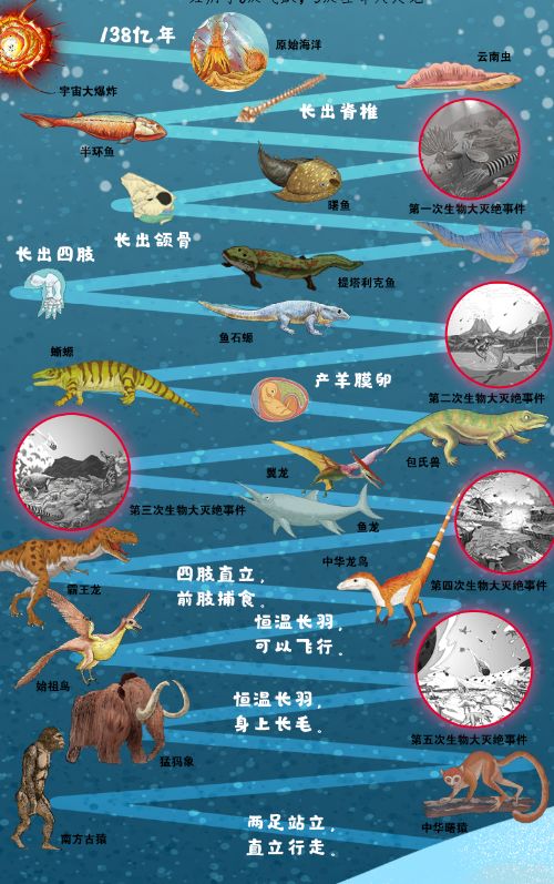 生物进化图顺序图片