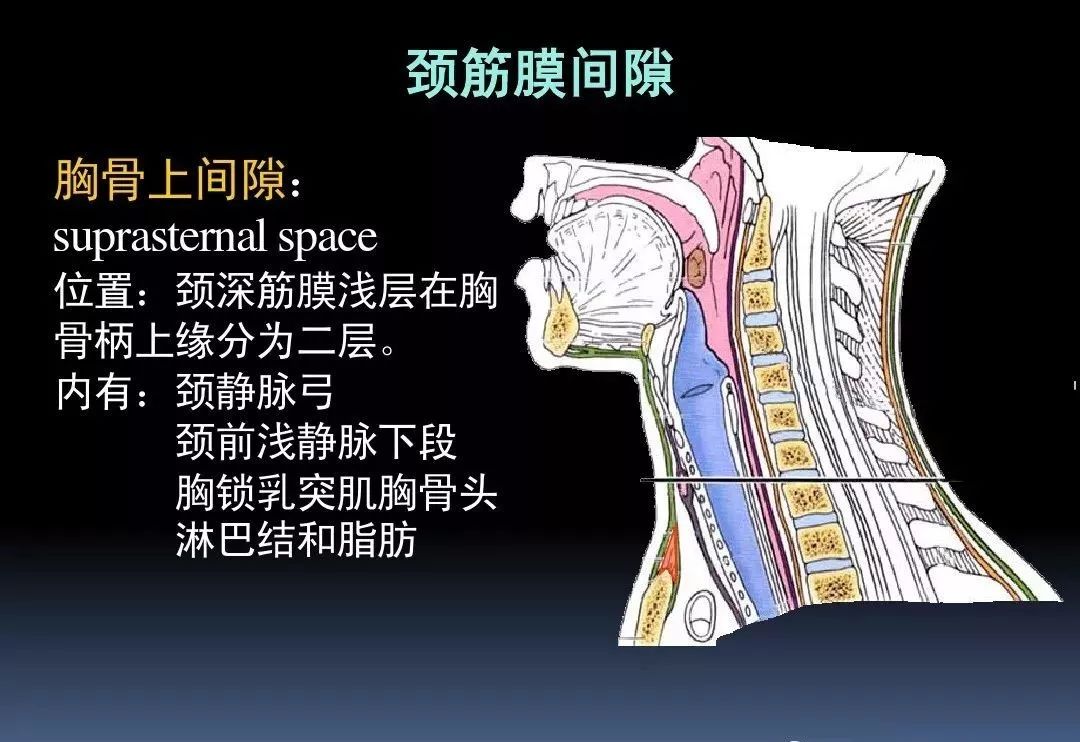 乾貨3d動畫詳解頸椎結構頸部解剖課件