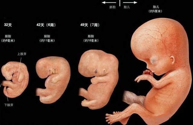 从受精开始到一个生命呱呱呱落地,只有短短十个月的时间,当听到宝宝