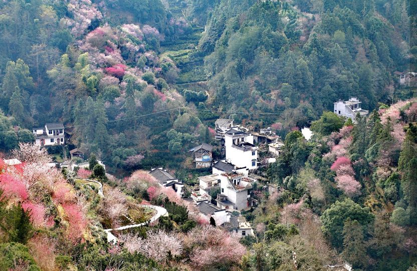 黄山梅花村图片