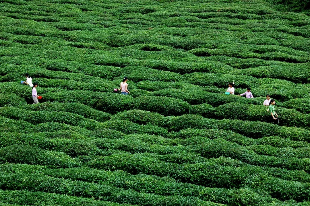 上犹茶园春色惹人醉