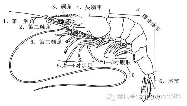 解剖虾 步骤图片