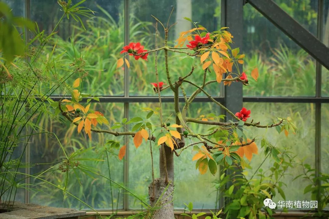 木棉——為廣州代言_落花