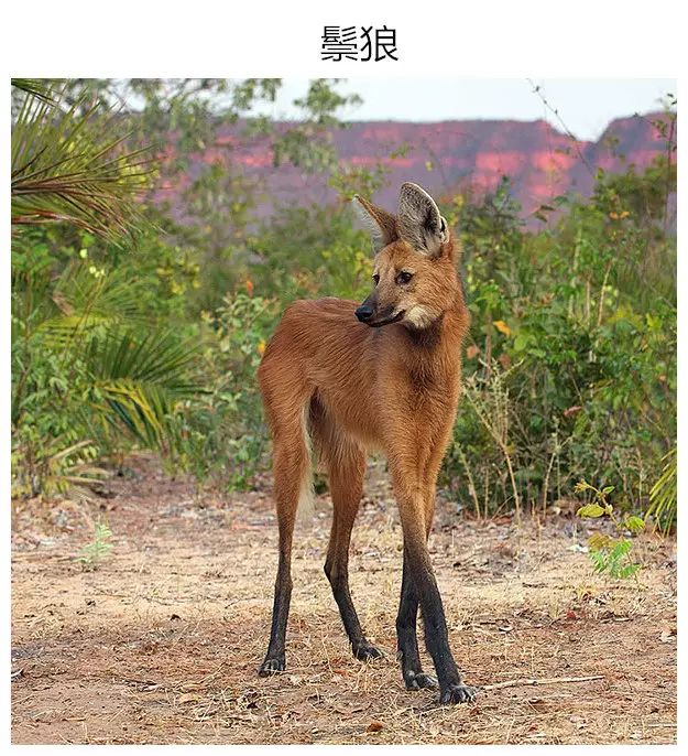 粉红仙女犰狳小飞象章鱼蜘蛛蟹这些长相比名字更吸引人的小动物们你