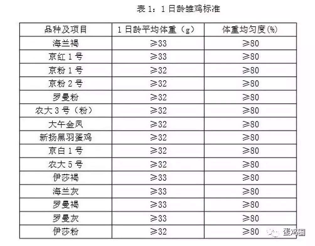 肉鸡多少天出栏图片