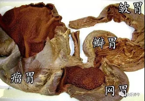 1,瘤胃瘤胃是牛4个胃中的第一胃,亦称为草肚,对纤维物质具有非常强