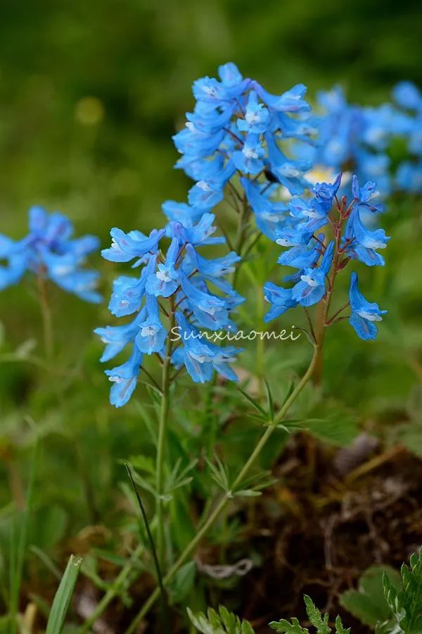 赤芍美麗的自然風光目標茂縣/九寨/黃龍/松潘鈣華碧水間峽谷激流川北