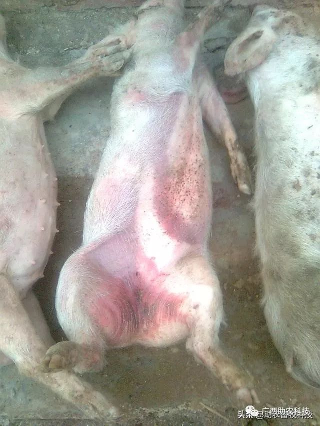 非洲猪瘟症状表现图片图片