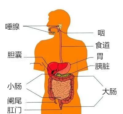 幽门在哪儿图片