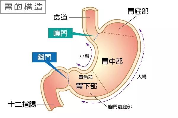 胃角和胃窦的位置图图片