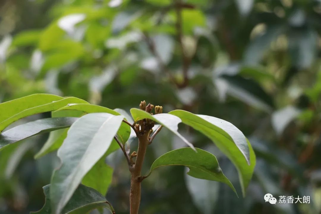 没有花哪来果今年市民可能要吃贵荔枝了