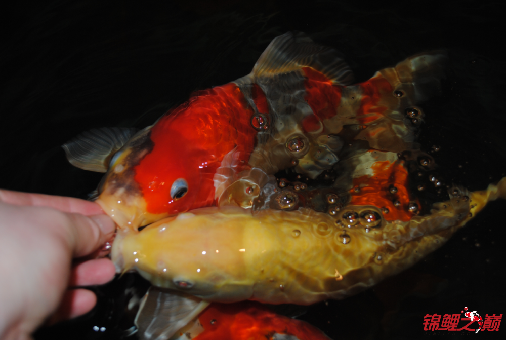 怎麼知道自己養的是土炮還是錦鯉魚魚鄰錦鯉魚圈告訴你答案