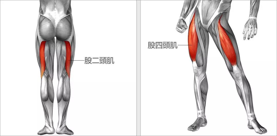 大腿肌肉线条明显图片