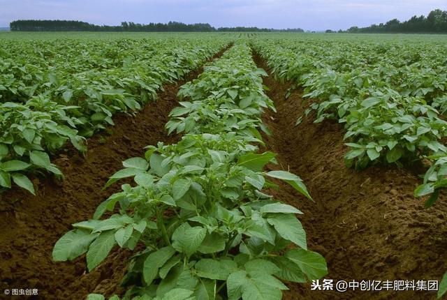 丙溴磷:濃度高時對棉花,瓜豆類有一定藥害,對苜蓿和高粱有藥害.