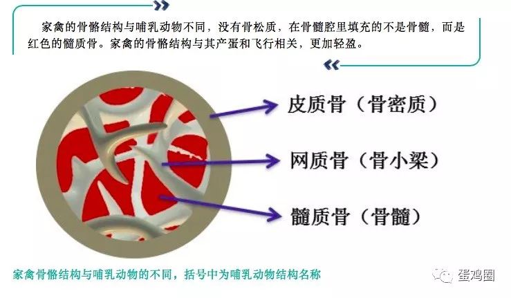 实现蛋鸡700天的五个关键问题之