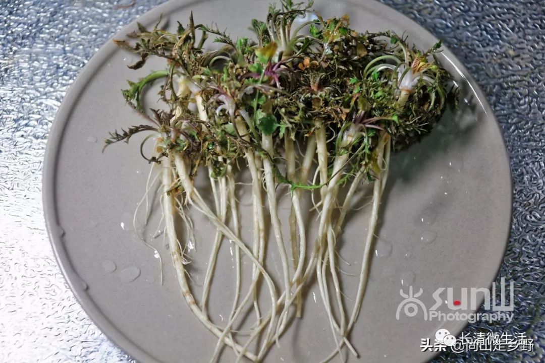 芨芨菜根图片