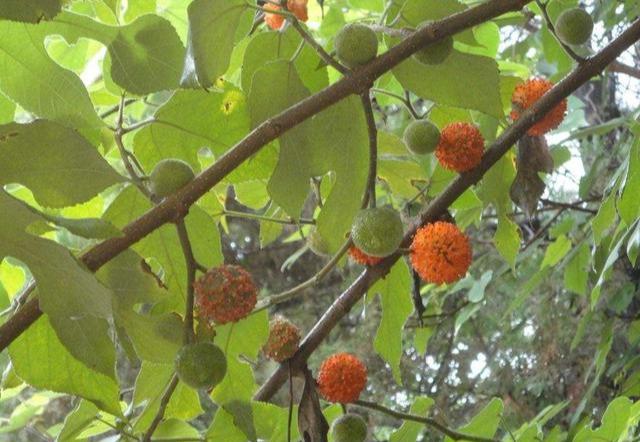 农村一树上长着毛绒绒的果实,被称为肾宝,摇身一变成发财树