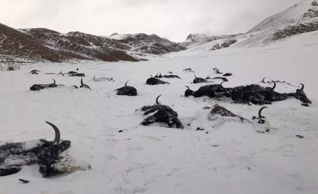 玉树雪灾 生态管护员扛起野生动物生的希望