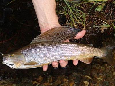 赤梢魚9.塔里木裂腹魚10.高體雅羅魚11.長頜白鮭12.黑鯽13.九道黑14.