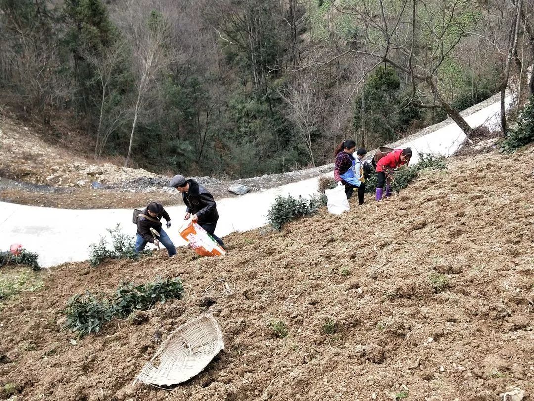 滴進土裡臉上依舊徜徉著笑意河 魚 鄉趁晴朗天氣,他們忙碌地犁秧田