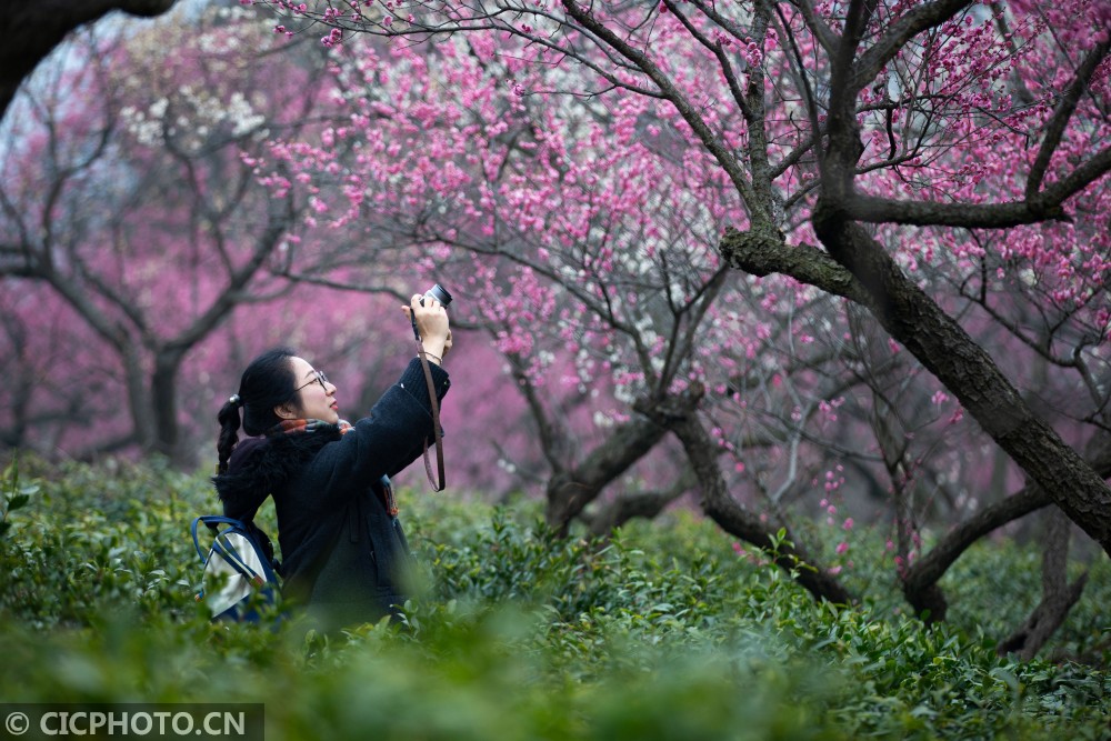 南京:踏青赏梅 乐享春光