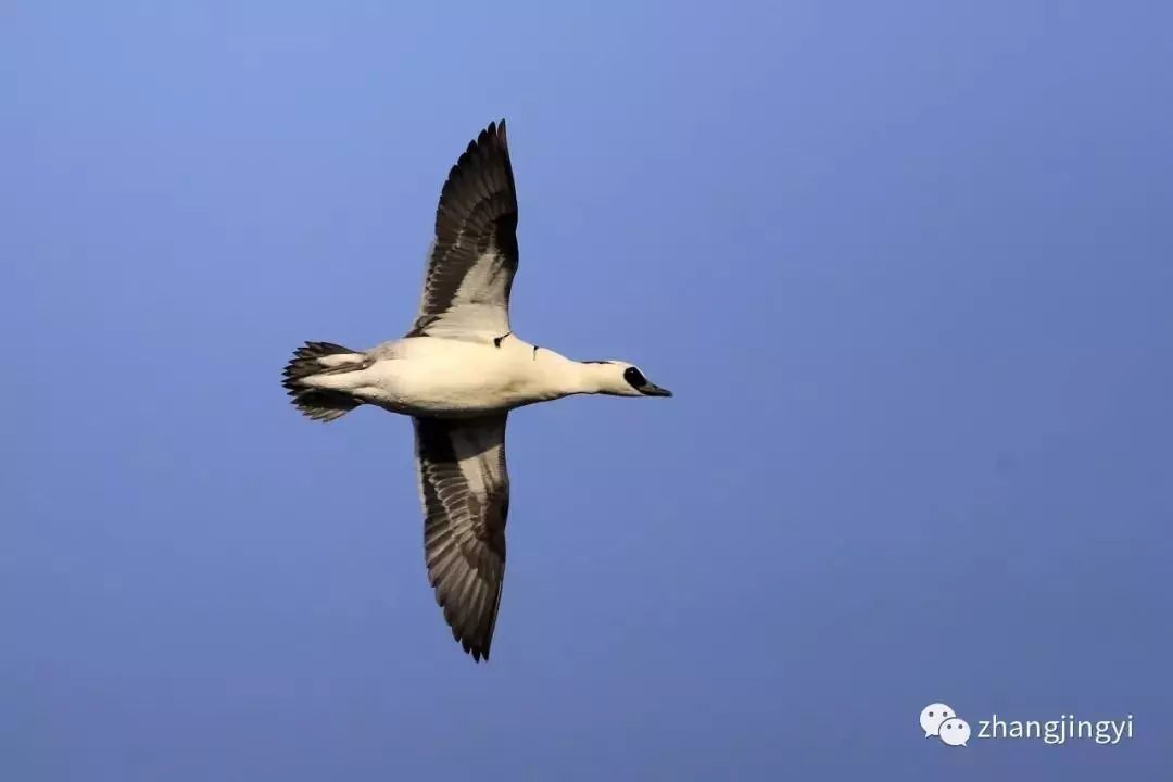 黑眼圈萌萌噠衡水湖飛來一群熊貓鴨附視頻