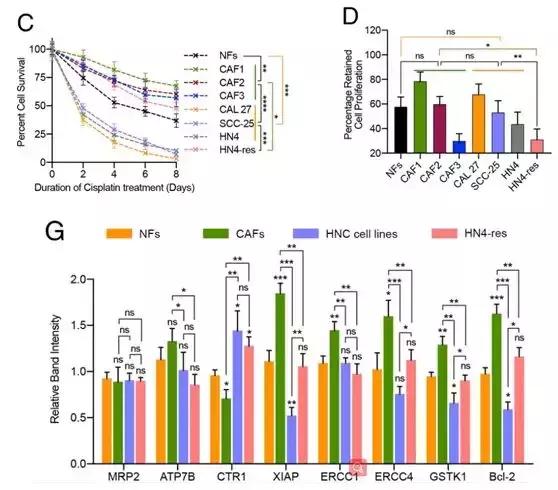 作者首先檢測了 cafs,順鉑敏感的 hnc 細胞(cal 27, scc-25, hn4)以及