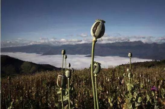 金三角的生與死:追尋毒品,英雄和茶葉_罌粟