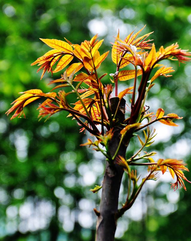 鮮黃花含秋水仙鹼,有劇毒;還有灰灰菜,野蔊菜,野苜蓿,野槐