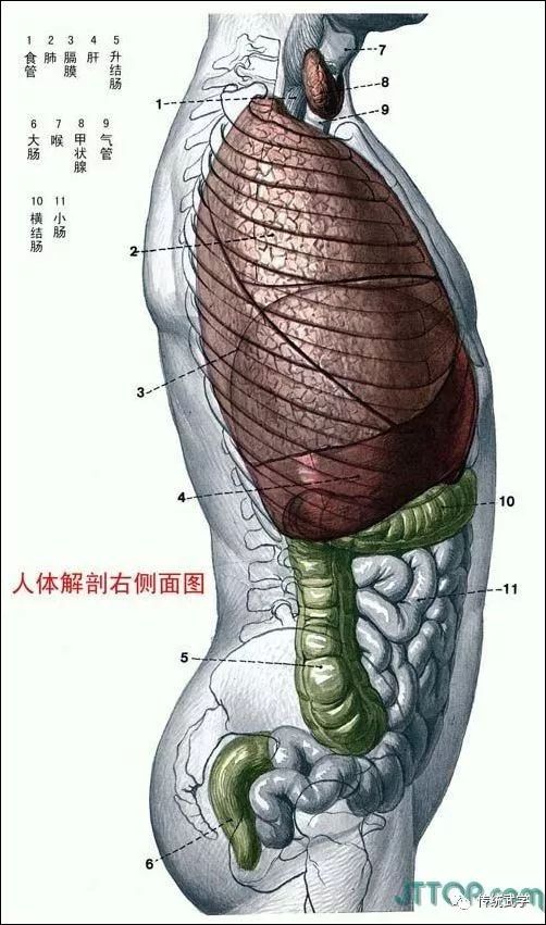 全套高清人體解剖圖三觀不正者拒看