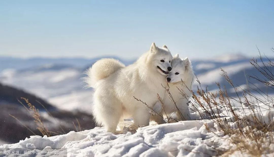 爱斯基摩犬和萨摩耶图片