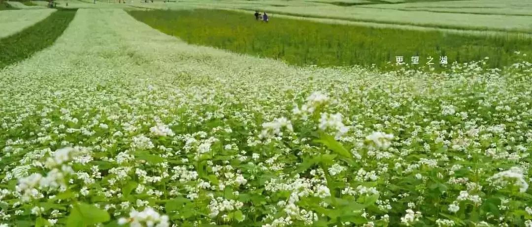 hot清新浪漫之旅 |《鬼怪》求婚的千畝蕎麥花就在廣西,美得都上央視了