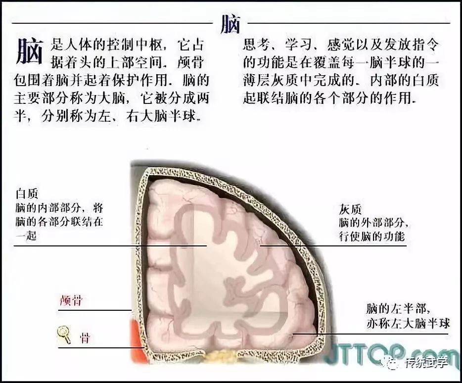 系統乳房組織機構女性生殖器解剖男性生殖器解剖內生殖器剖面男性生殖