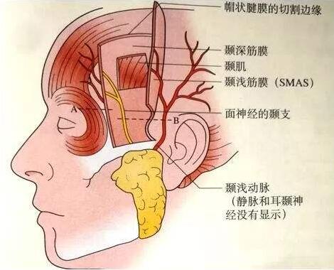 颞读音图片