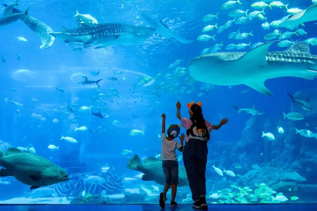 不同品種的珍奇魚類多達15000條,這裡有巨大的海洋魚類展覽館,海洋