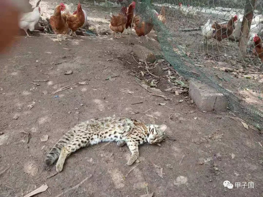 豹猫咬死人图片