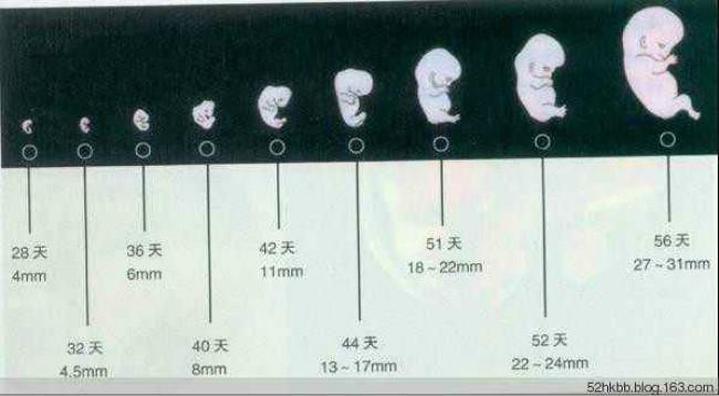 一,胎儿的发育过程