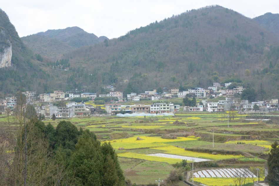 羅甸縣邊陽鎮油海村,四周群山環抱,一幢幢漂亮的新樓房掩映在片片綠蔭