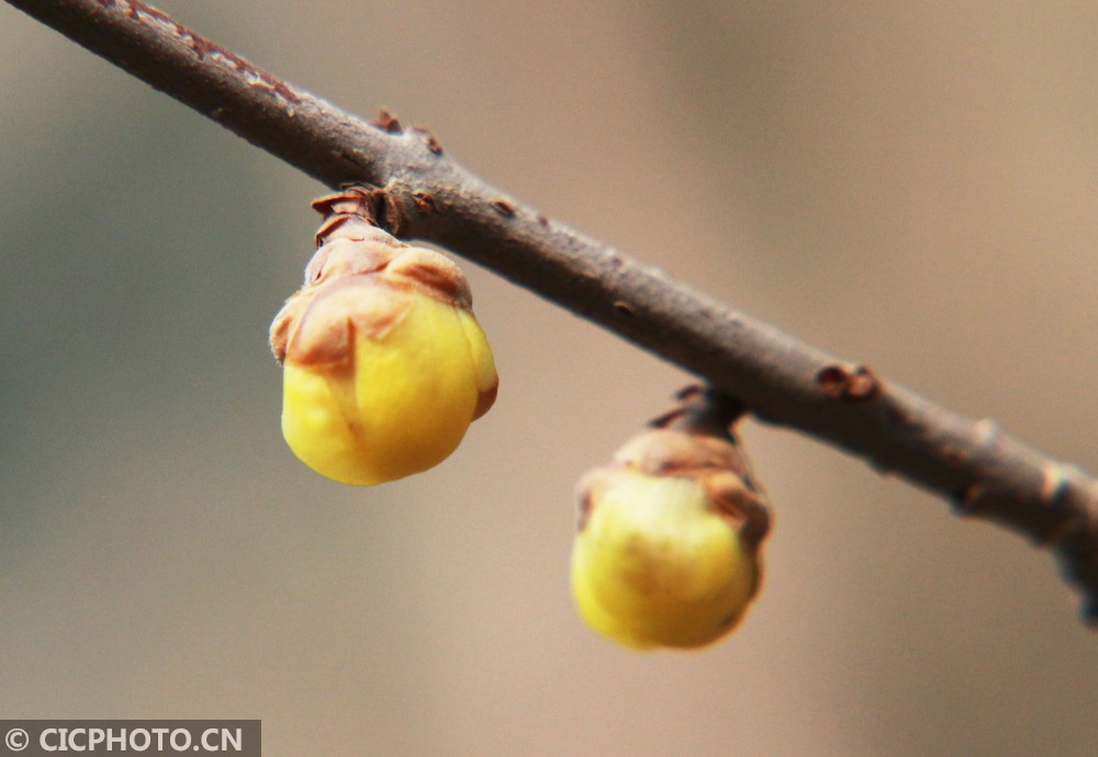 报春花发芽图片图片