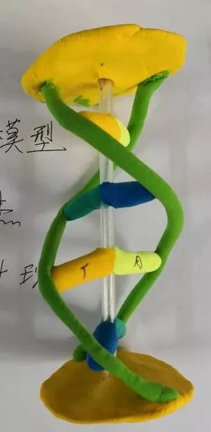核糖体模型图图片