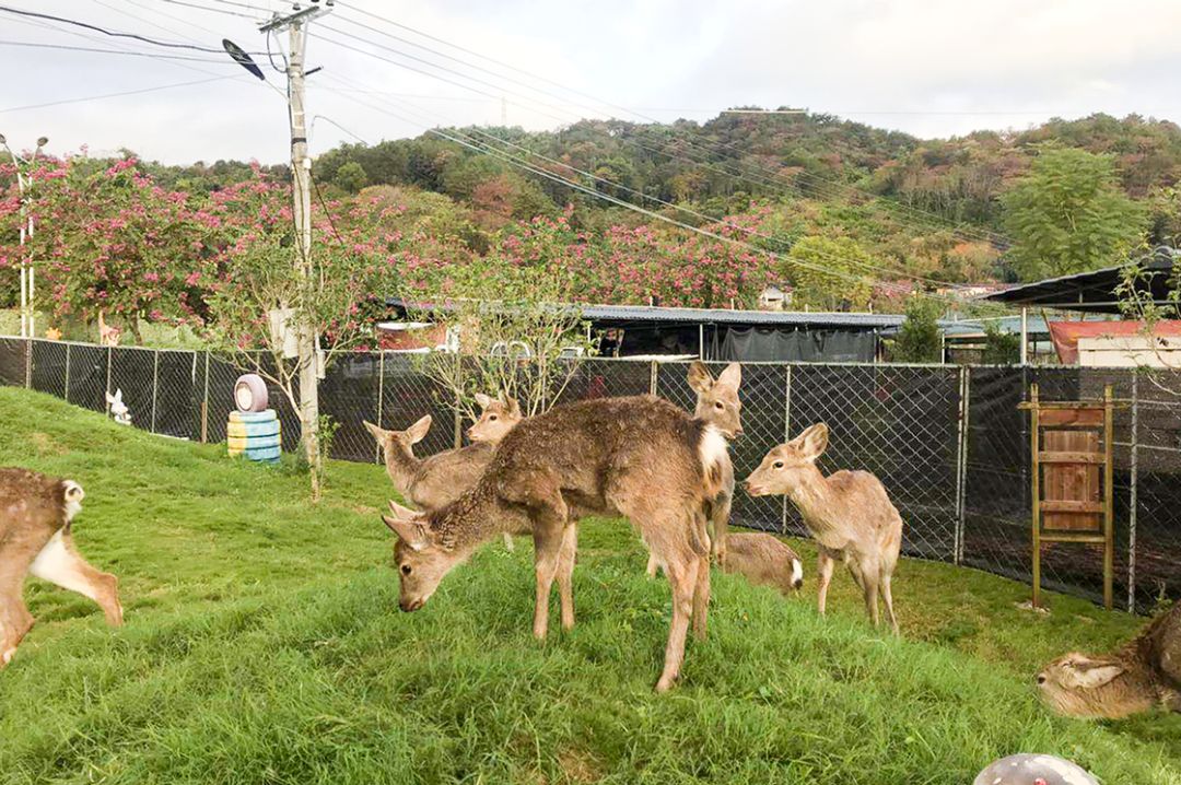 3000㎡動物園正式開園啦!海獅 孔雀 梅花鹿 沙灘遊樂園