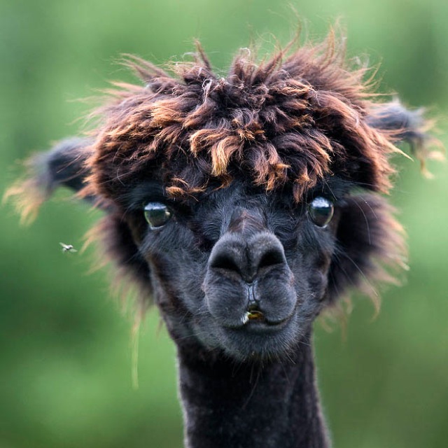 搞笑图片:羊驼奇葩搞笑发型有哪些?