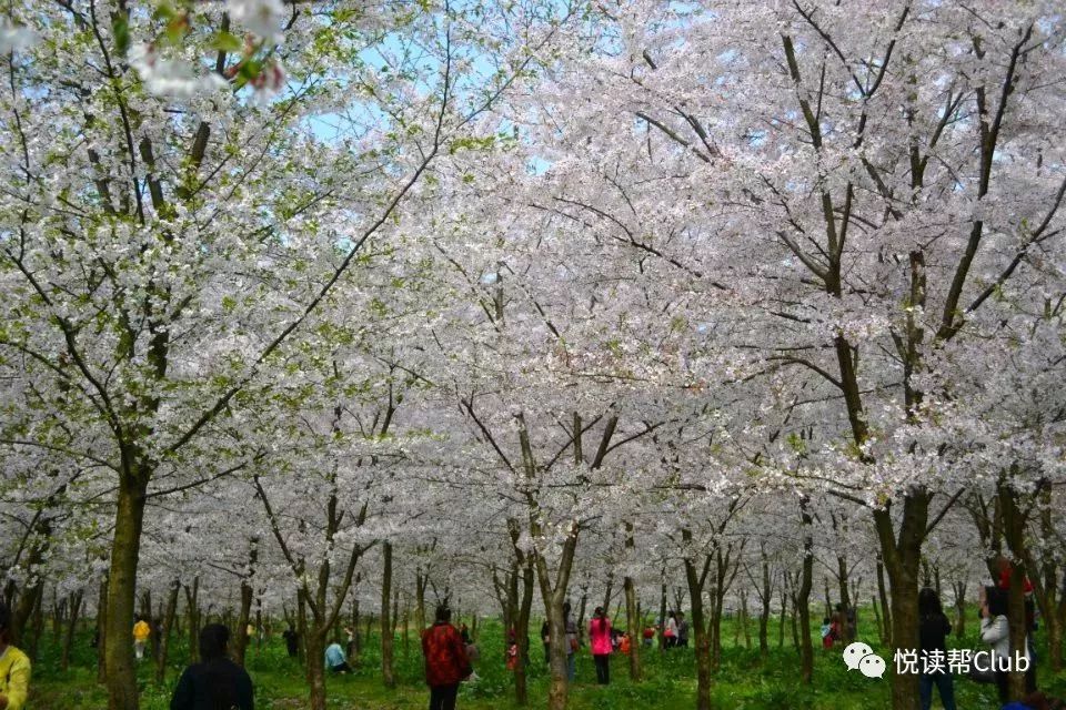 3月起平壩農場的櫻花園就要改名了