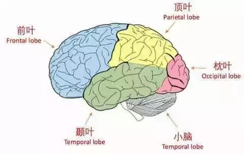 分为三个部分:爬行脑,哺乳脑和人类最发达的大脑皮层