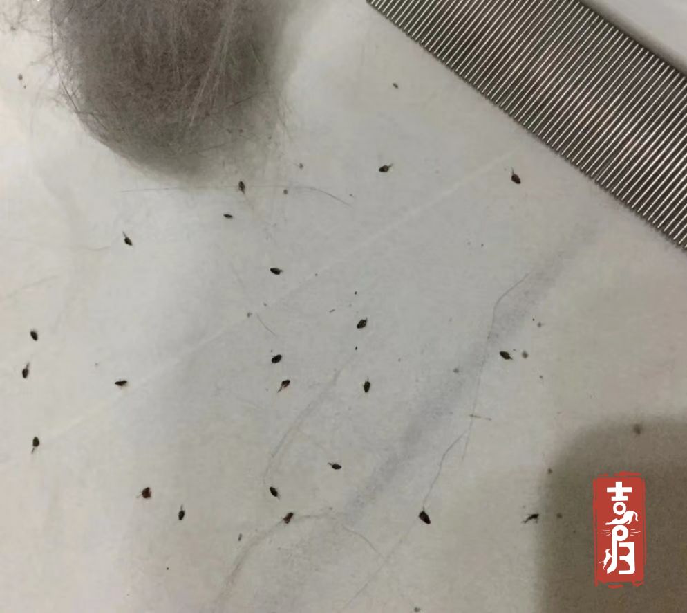 剑水蚤卵图片