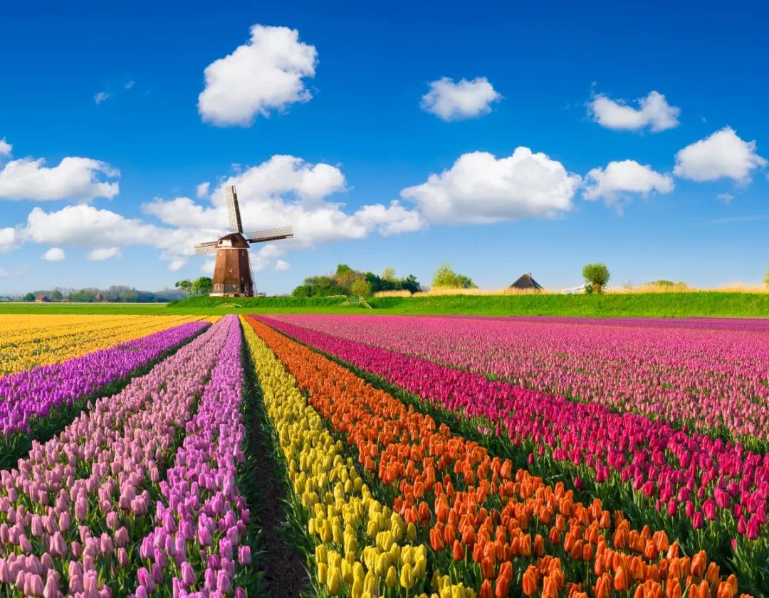 世界上最美的春天!带你去荷兰看花花世界