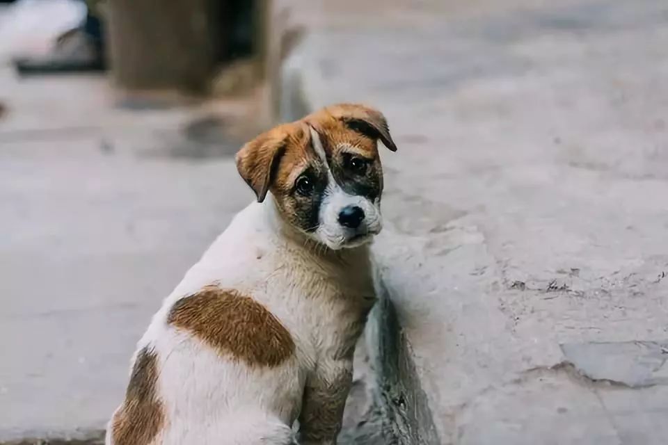 "快点跑,跑啊!别回头.