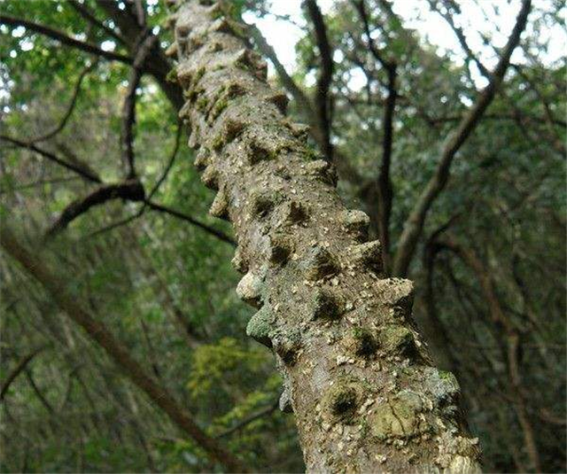 枝干长刺的树图片
