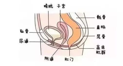 不想產後漏尿,陰道壁膨出,子宮脫垂!請把握好產後康復的黃金期!