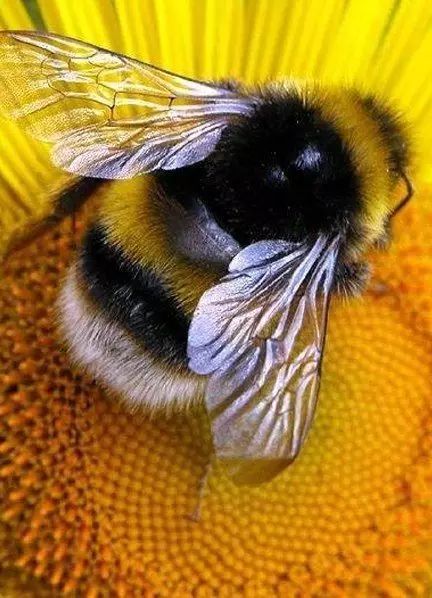 蜜蜂家族里的萌物——熊蜂（Bumble bee）_蜂王